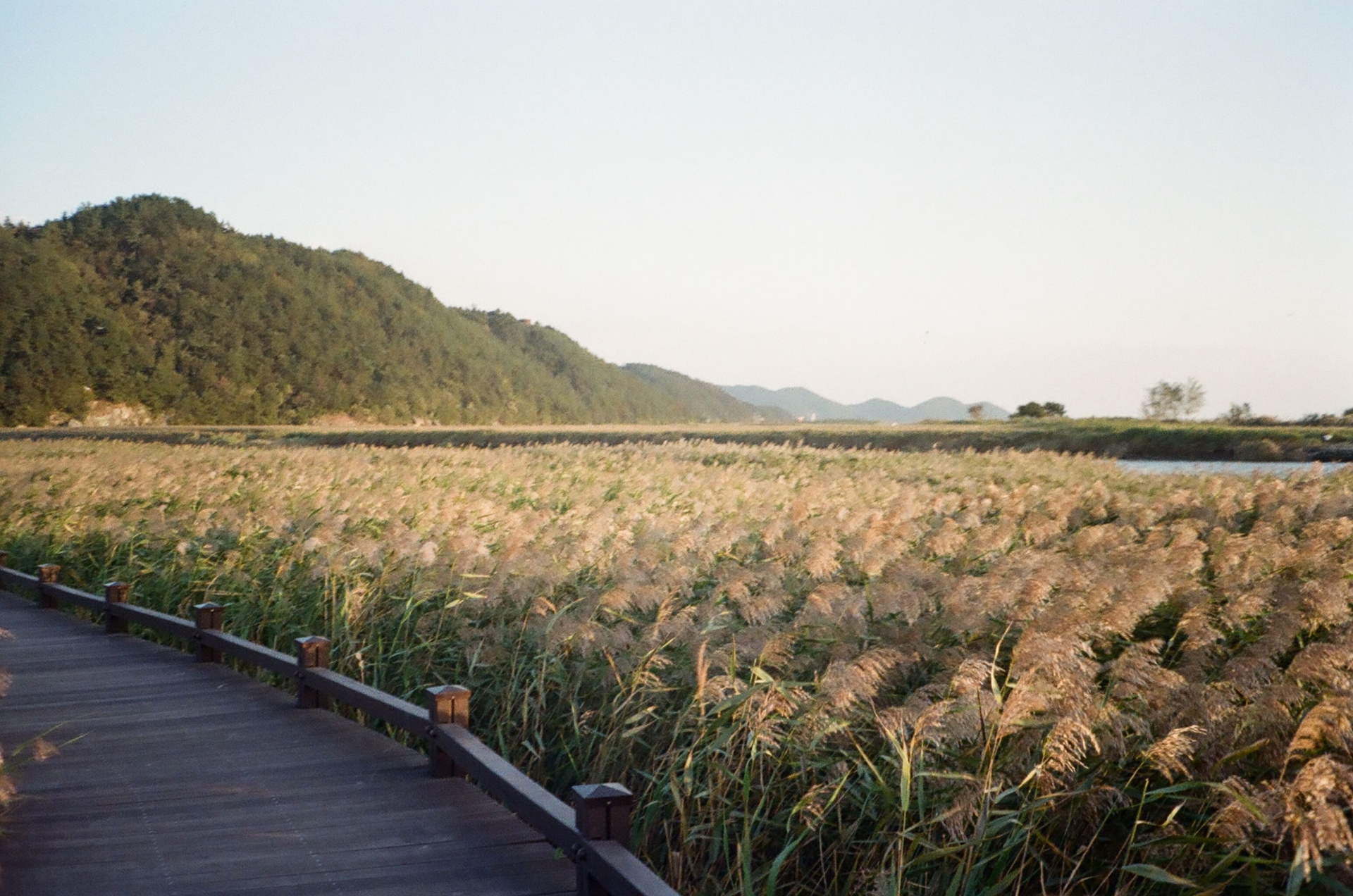 Baie de Suncheon