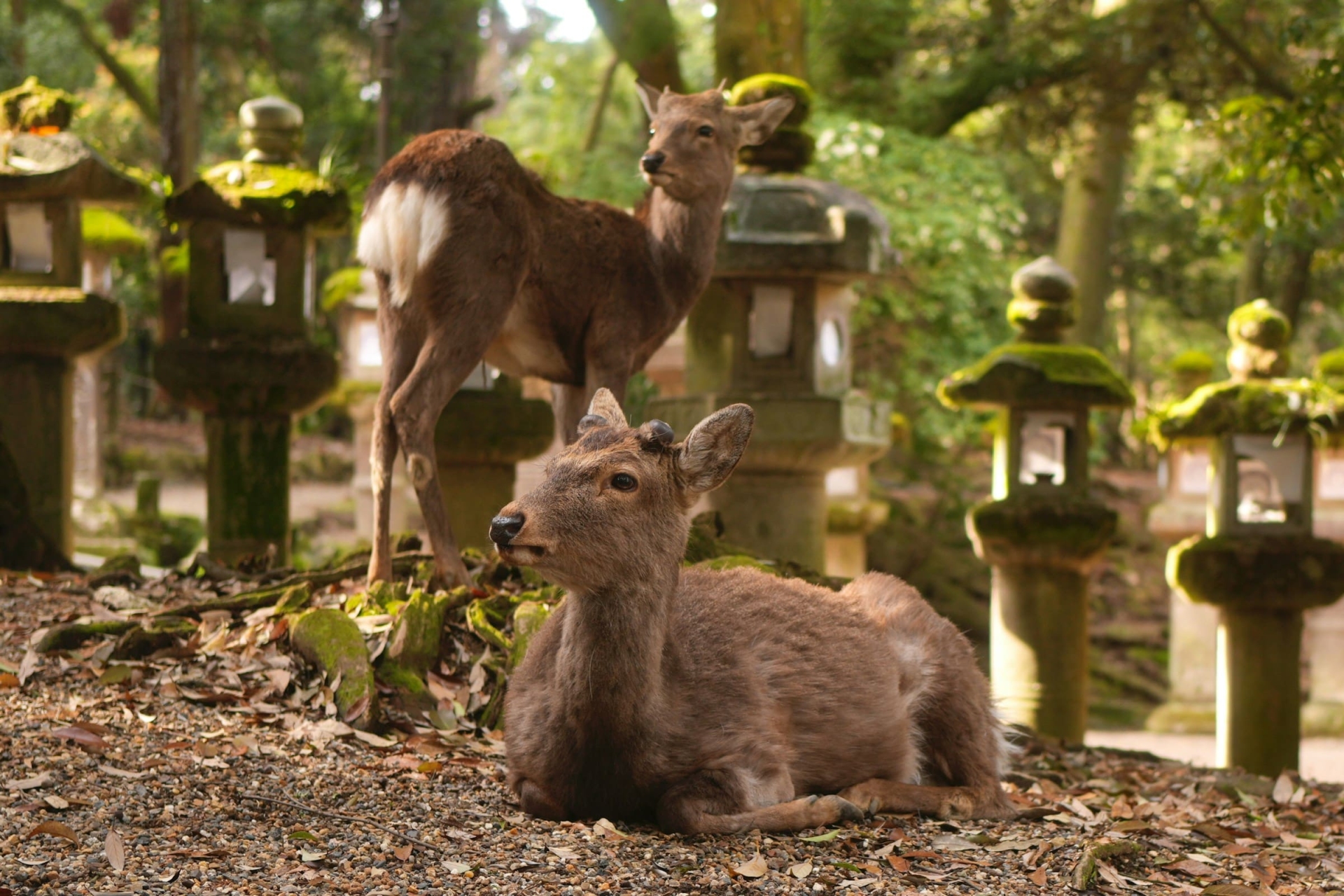 Nara